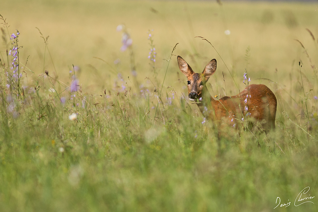 Chevrette dans une prairie en fleur